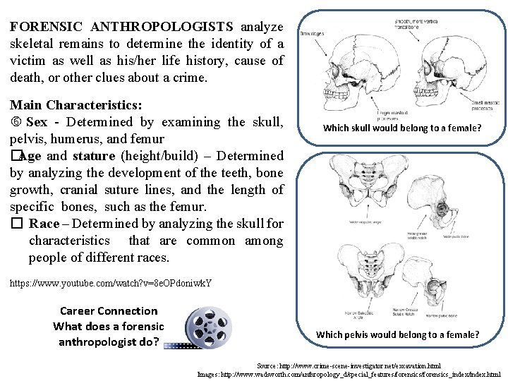 FORENSIC ANTHROPOLOGISTS analyze skeletal remains to determine the identity of a victim as well