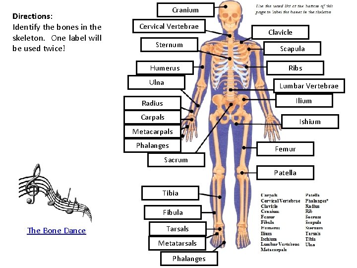 Directions: Identify the bones in the skeleton. One label will be used twice! Cranium Directions: Identify the bones in the skeleton. One label will be used twice! Cranium