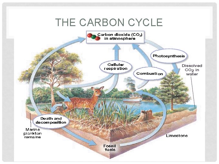 THE CARBON CYCLE • Starting with atmospheric carbon dioxide, the carbon cycle begins with