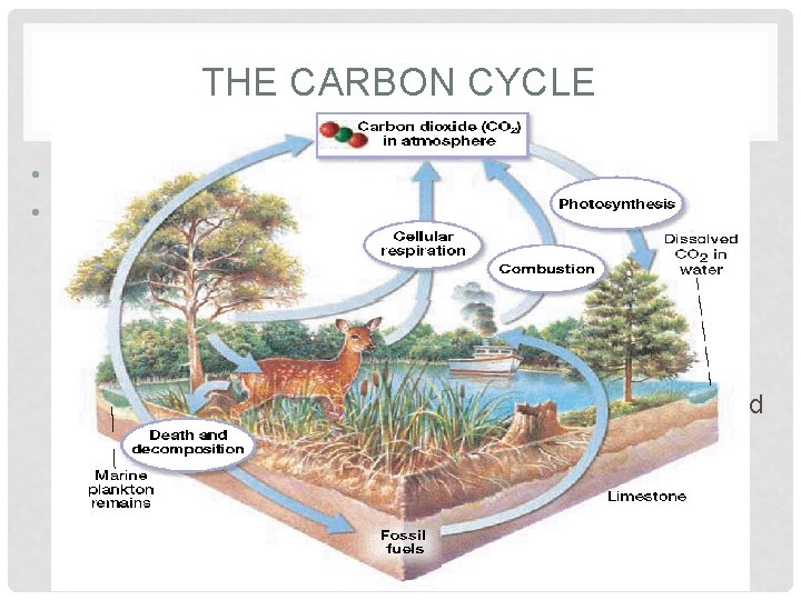 THE CARBON CYCLE • All life, plants, animals & everything else, eventually dies. •