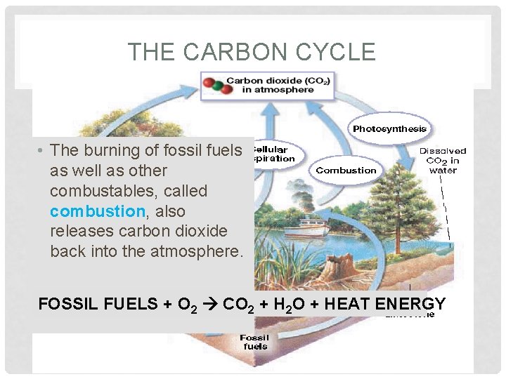 THE CARBON CYCLE • The burning of fossil fuels as well as other combustables,