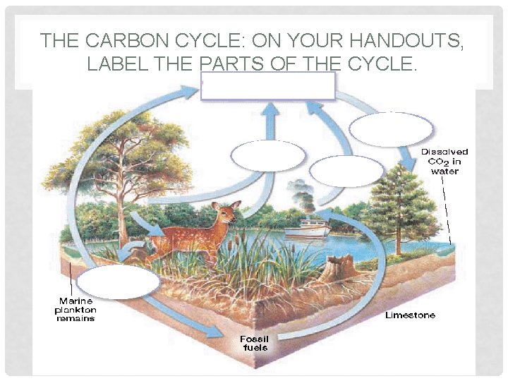 THE CARBON CYCLE: ON YOUR HANDOUTS, LABEL THE PARTS OF THE CYCLE. THE CARBON CYCLE: ON YOUR HANDOUTS, LABEL THE PARTS OF THE CYCLE.