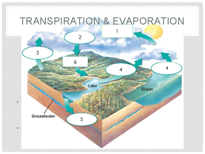 TRANSPIRATION & EVAPORATION • Once here if not consumed, the water is heated by