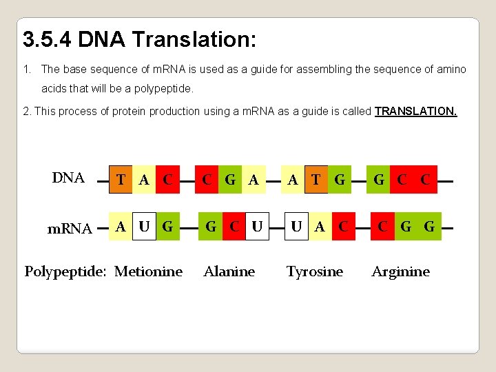 3. 5. 4 DNA Translation: 1. The base sequence of m. RNA is used