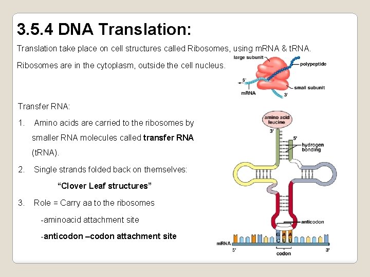 3. 5. 4 DNA Translation: Translation take place on cell structures called Ribosomes, using