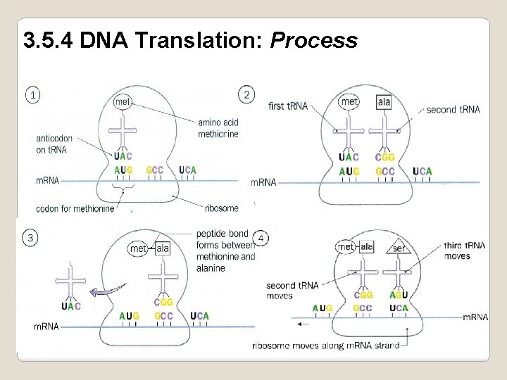 3. 5. 4 DNA Translation: Process 