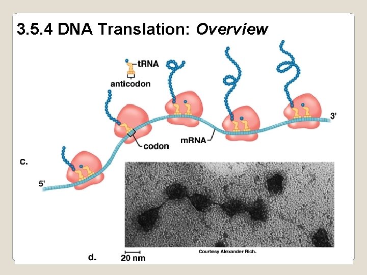 3. 5. 4 DNA Translation: Overview 