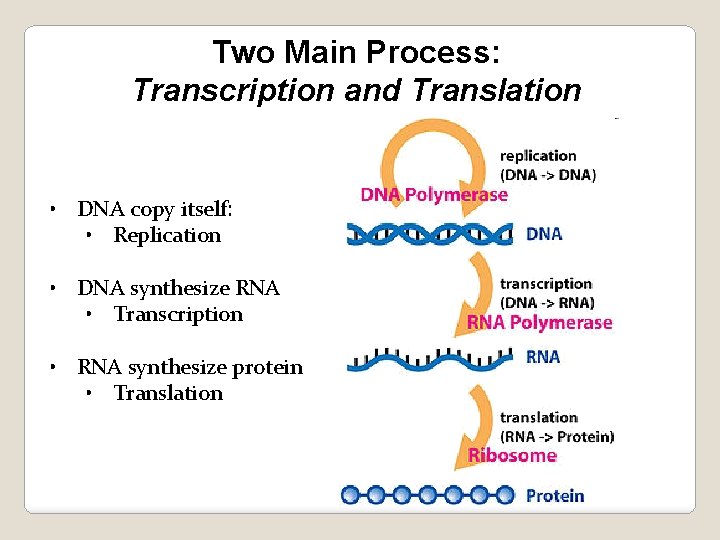 Two Main Process: Transcription and Translation • DNA copy itself: • Replication • DNA