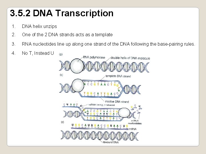 3. 5. 2 DNA Transcription 1. DNA helix unzips 2. One of the 2