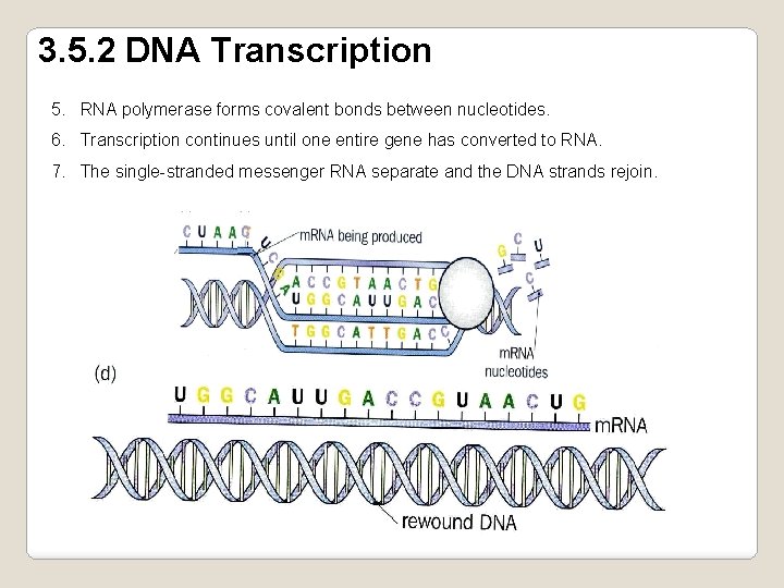 3. 5. 2 DNA Transcription 5. RNA polymerase forms covalent bonds between nucleotides. 6.