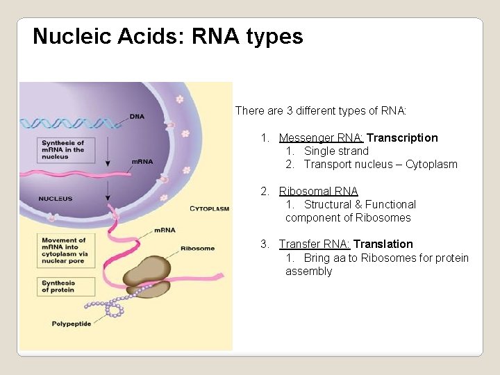Nucleic Acids: RNA types There are 3 different types of RNA: 1. Messenger RNA:
