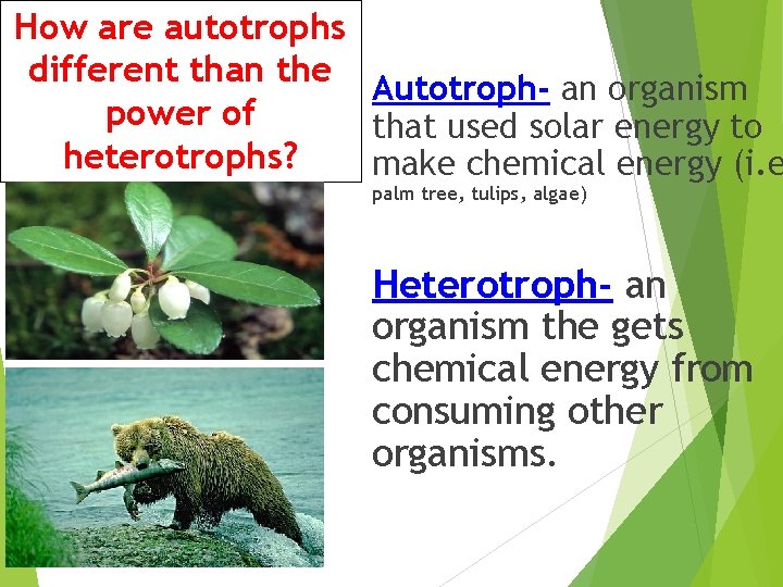 FOOD WEBS Key Vocabulary Autotroph Heterotroph Producer Consumer