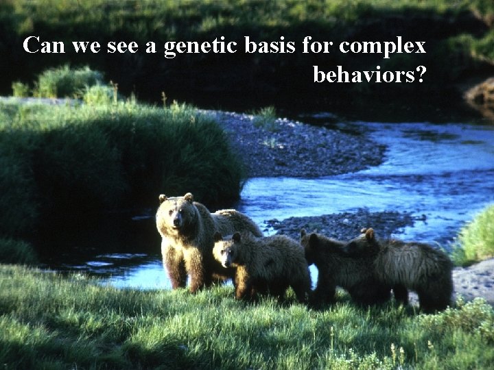 Can we see a genetic basis for complex behaviors? 