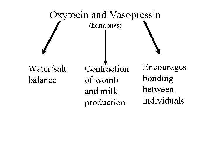 Oxytocin and Vasopressin (hormones) Water/salt balance Contraction of womb and milk production Encourages bonding