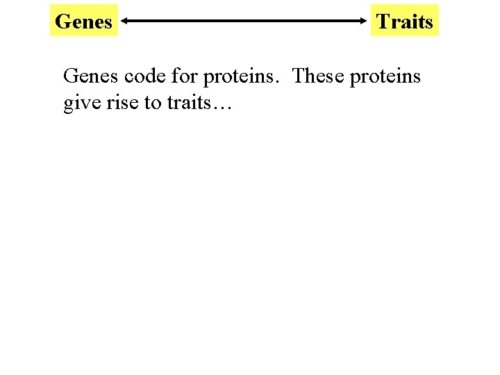 Genes Traits Genes code for proteins. These proteins give rise to traits… 