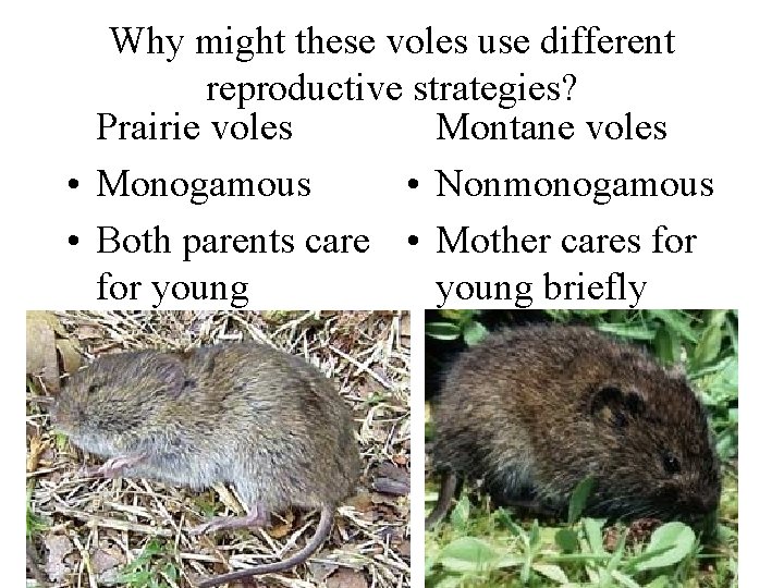 Why might these voles use different reproductive strategies? Prairie voles Montane voles • Monogamous