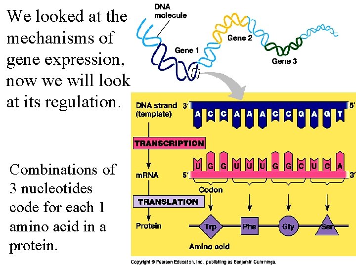 We looked at the mechanisms of gene expression, now we will look at its