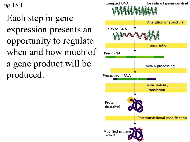 Fig 15. 1 Each step in gene expression presents an opportunity to regulate when