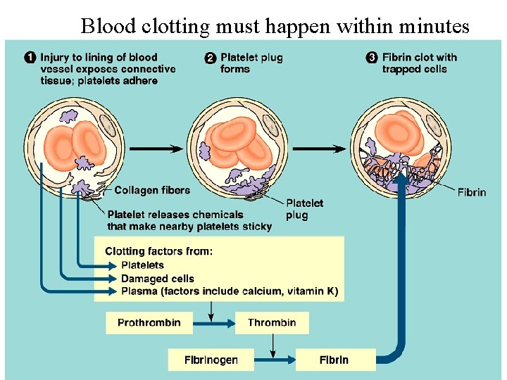 Blood clotting must happen within minutes 