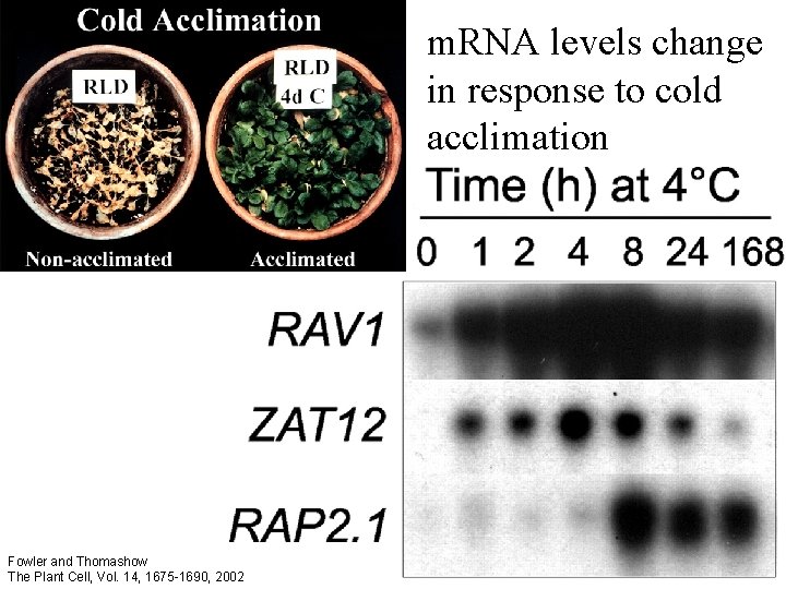 m. RNA levels change in response to cold acclimation Fowler and Thomashow The Plant