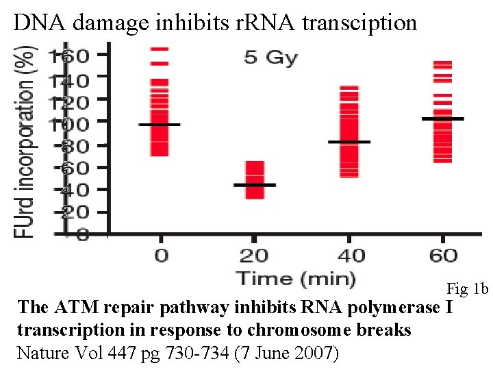 DNA damage inhibits r. RNA transciption Fig 1 b The ATM repair pathway inhibits