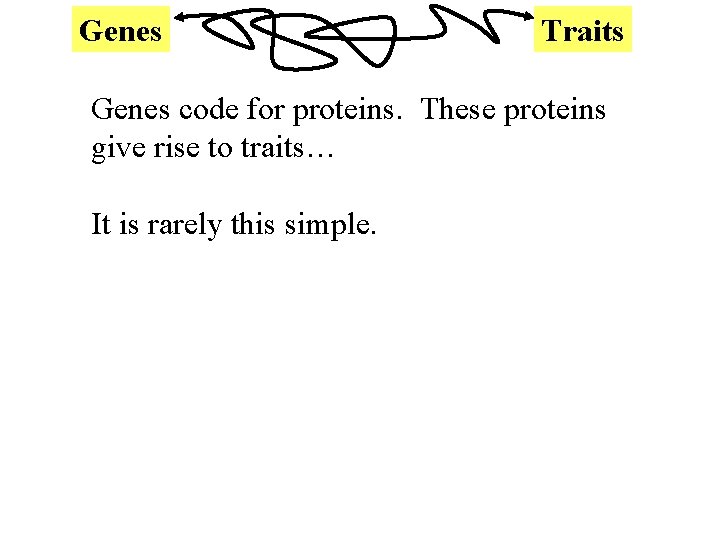 Genes Traits Genes code for proteins. These proteins give rise to traits… It is
