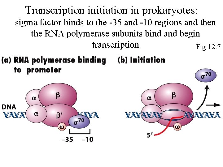Transcription initiation in prokaryotes: sigma factor binds to the -35 and -10 regions and