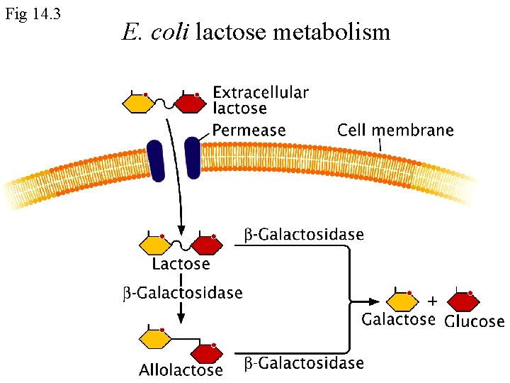Fig 14. 3 E. coli lactose metabolism 