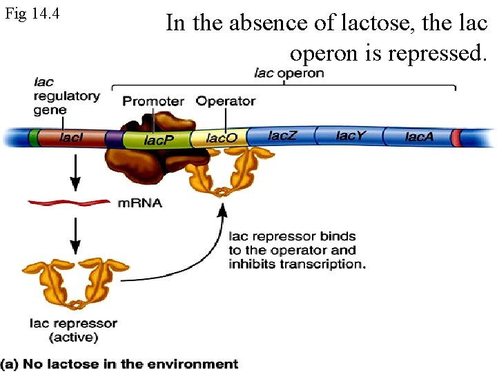 Fig 14. 4 In the absence of lactose, the lac operon is repressed. 