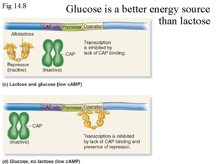Fig 14. 8 Glucose is a better energy source than lactose 