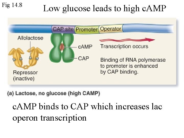 Fig 14. 8 Low glucose leads to high c. AMP binds to CAP which