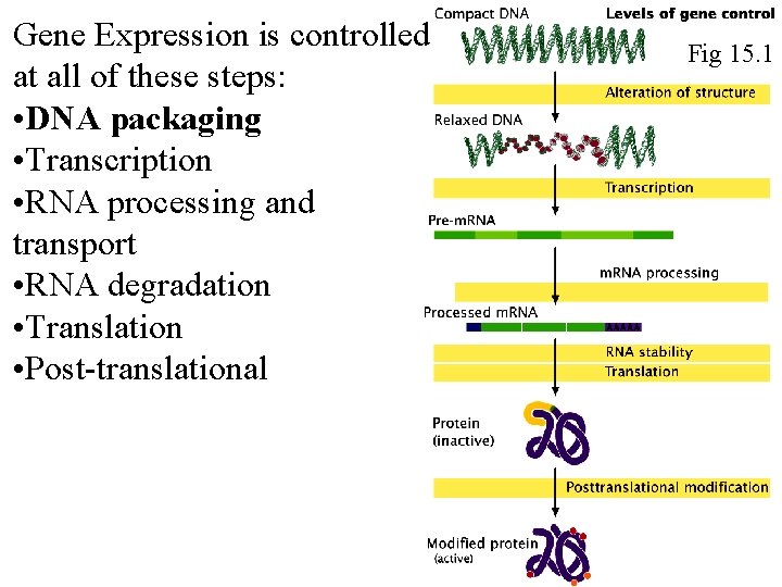Gene Expression is controlled at all of these steps: • DNA packaging • Transcription