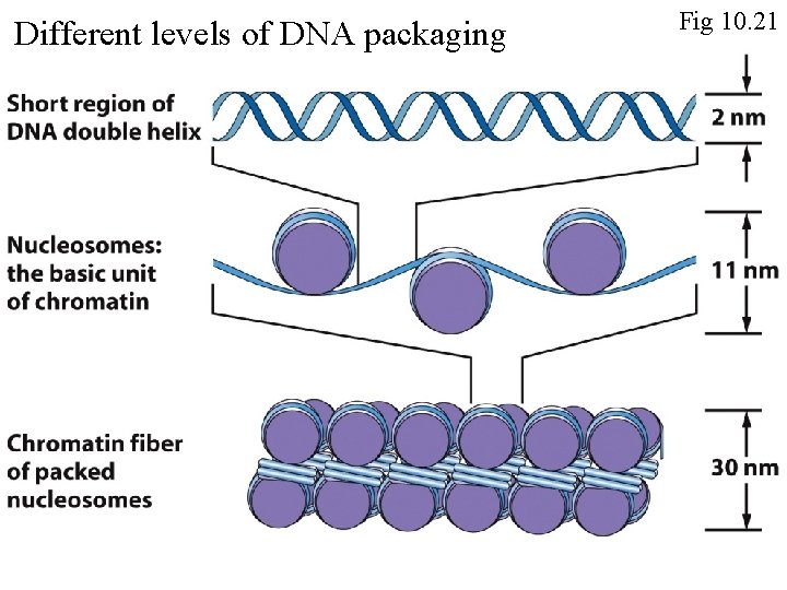 Different levels of DNA packaging Fig 10. 21 