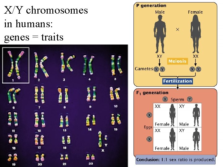 X/Y chromosomes in humans: genes = traits 