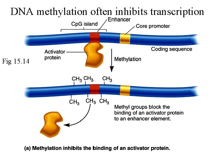 DNA methylation often inhibits transcription Fig 15. 14 