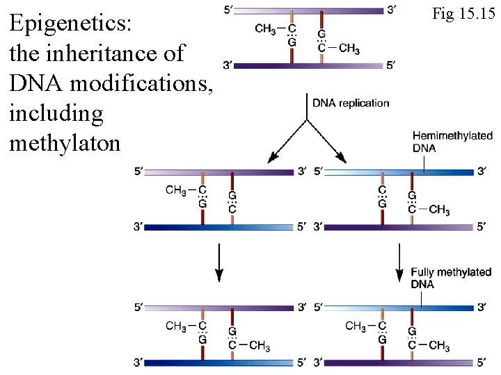 Epigenetics: the inheritance of DNA modifications, including methylaton Fig 15. 15 