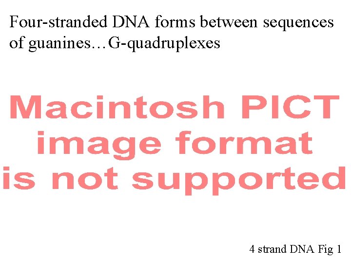 Four-stranded DNA forms between sequences of guanines…G-quadruplexes 4 strand DNA Fig 1 