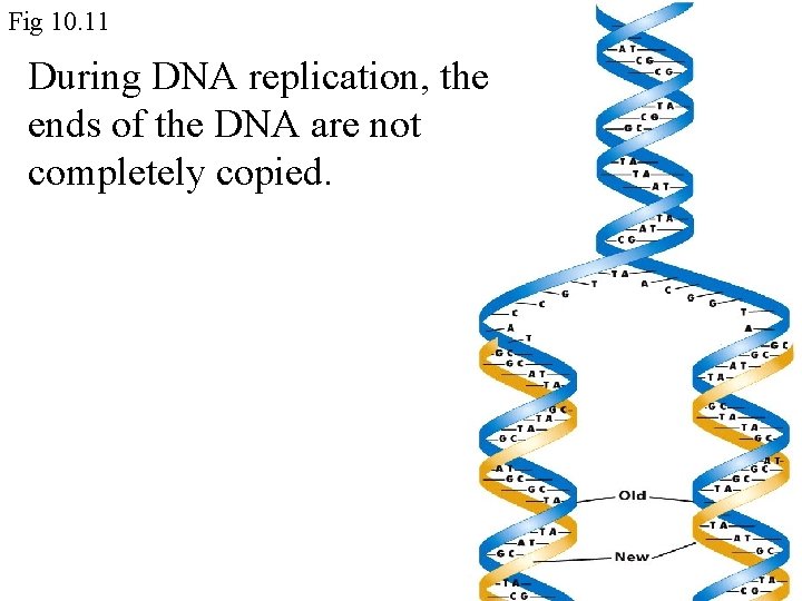 Fig 10. 11 During DNA replication, the ends of the DNA are not completely