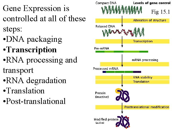 Gene Expression is controlled at all of these steps: • DNA packaging • Transcription