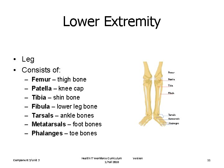 Lower Extremity • Leg • Consists of: – – – – Femur – thigh