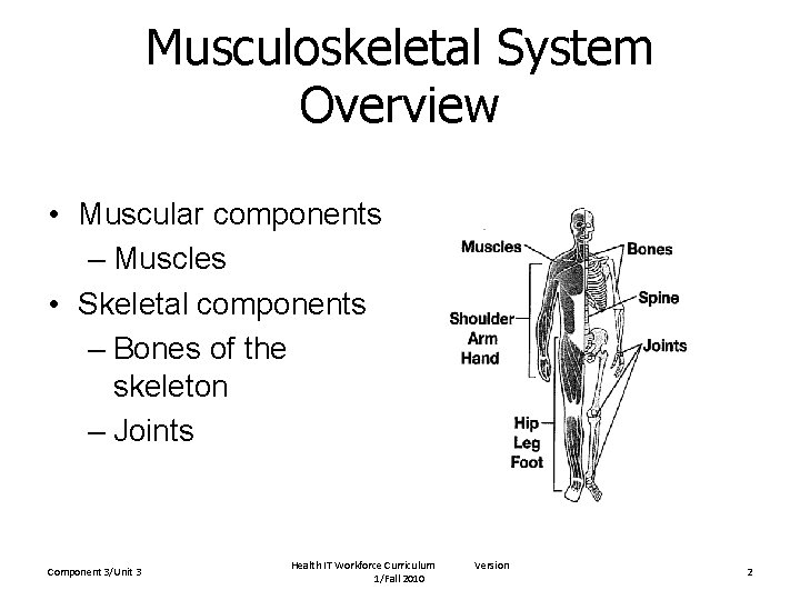 Musculoskeletal System Overview • Muscular components – Muscles • Skeletal components – Bones of