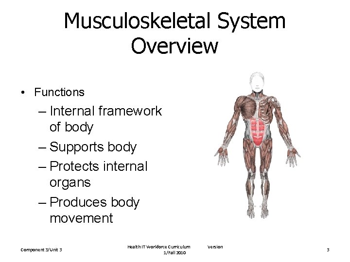 Musculoskeletal System Overview • Functions – Internal framework of body – Supports body –