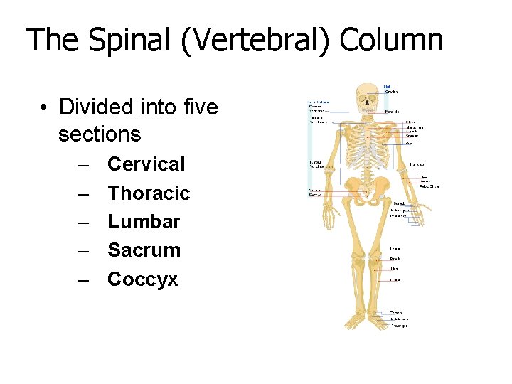 The Spinal (Vertebral) Column • Divided into five sections – – – Cervical Thoracic