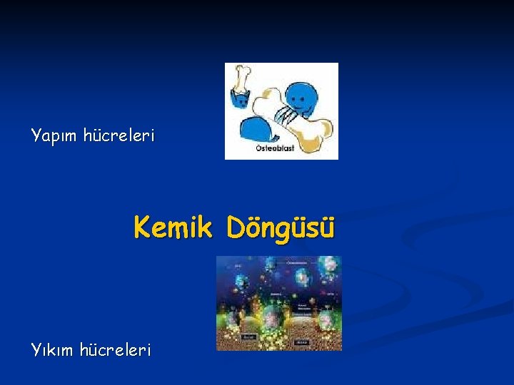 Yapım hücreleri Kemik Döngüsü Yıkım hücreleri 