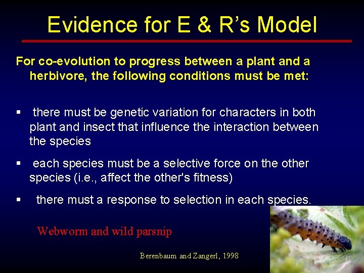 Evidence for E & R’s Model For co-evolution to progress between a plant and