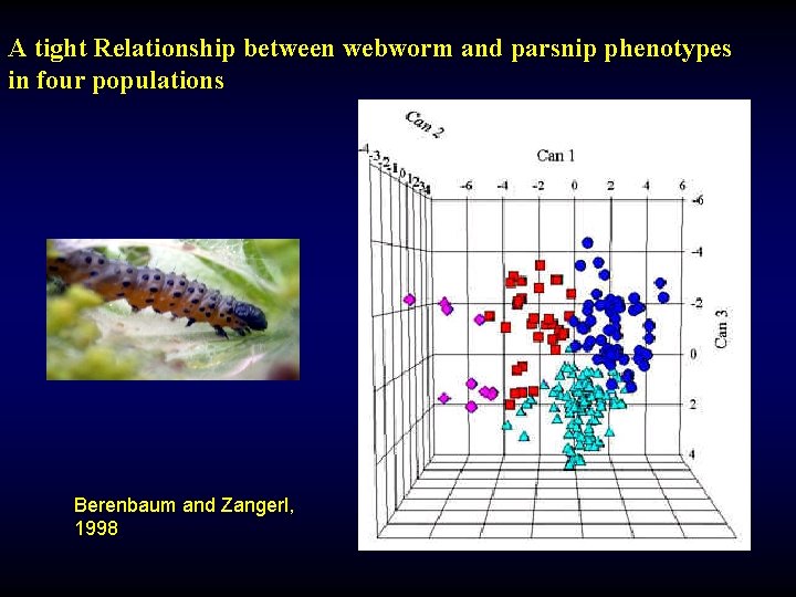 A tight Relationship between webworm and parsnip phenotypes in four populations Berenbaum and Zangerl,