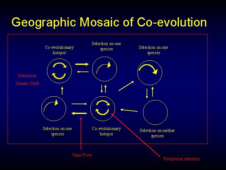 Geographic Mosaic of Co-evolutionary hotspot Selection on one species Extinction Genetic Drift Selection on