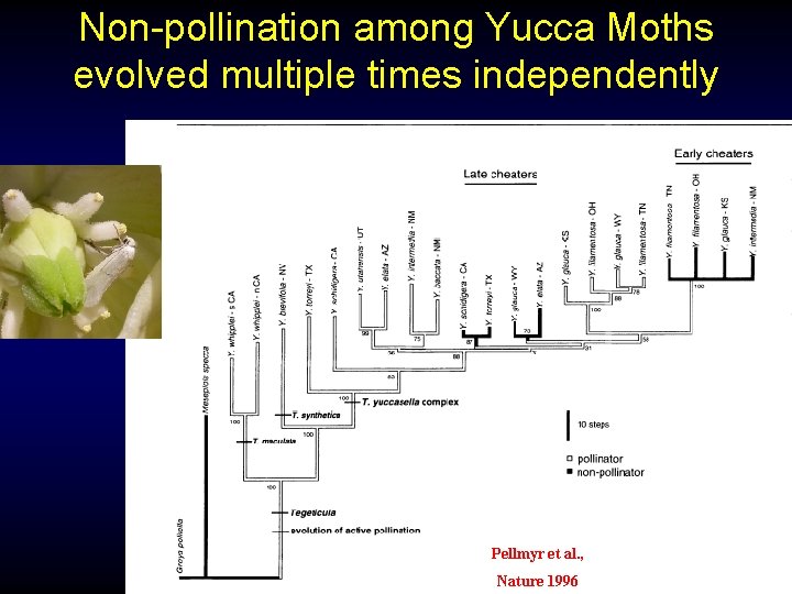 Non-pollination among Yucca Moths evolved multiple times independently Pellmyr et al. , Nature 1996