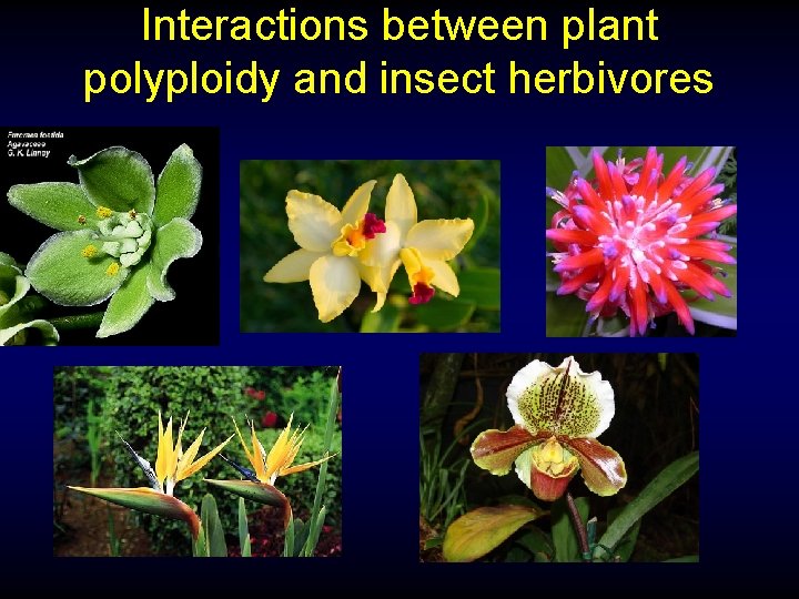 Interactions between plant polyploidy and insect herbivores 