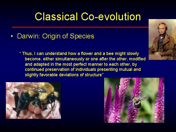 Classical Co-evolution • Darwin: Origin of Species “ Thus, I can understand how a